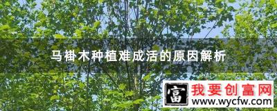 马褂木种植难成活的原因解析