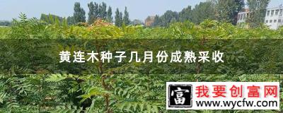 黄连木种子几月份成熟采收