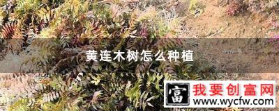 黄连木树怎么种植