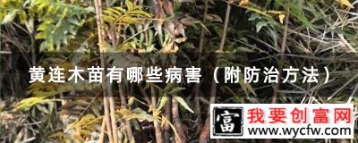 黄连木苗有哪些病害（附防治方法）