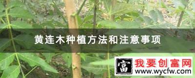 黄连木种植方法和注意事项