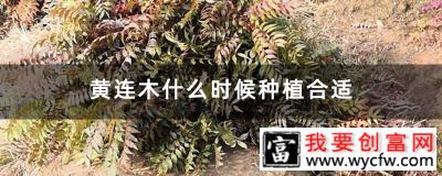 黄连木什么时候种植合适