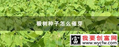 椴树种子怎么催芽