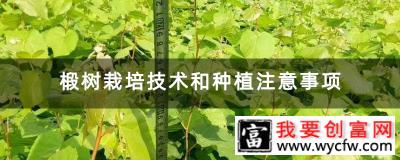 椴树栽培技术和种植注意事项