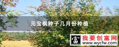 元宝枫种子几月份种植