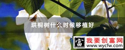 珙桐树什么时候移植好