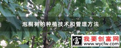 泡桐树的种植技术和管理方法