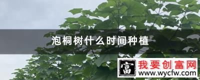 泡桐树什么时间种植