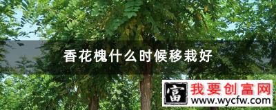 香花槐什么时候移栽好