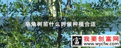 皂角树苗什么时候种植合适