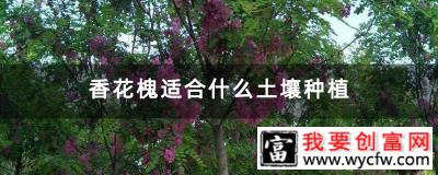 香花槐适合什么土壤种植