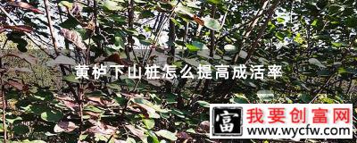 黄栌下山桩怎么提高成活率