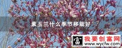 紫玉兰什么季节移栽好