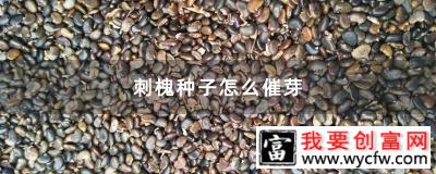 刺槐种子怎么催芽