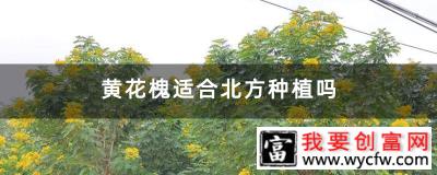 黄花槐适合北方种植吗