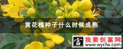 黄花槐种子什么时候成熟