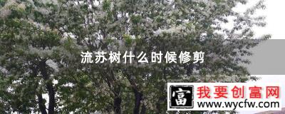 流苏树什么时候修剪