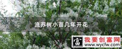 流苏树小苗几年开花