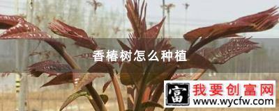 香椿树怎么种植