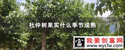 杜仲树果实什么季节成熟