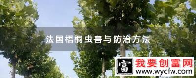 法国梧桐虫害与防治方法