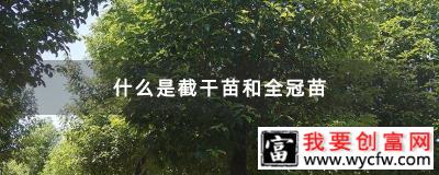 什么是截干苗和全冠苗