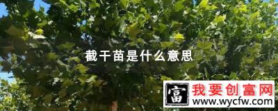 截干苗是什么意思