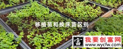 移植苗和换床苗区别