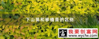 下山苗和移植苗的区别