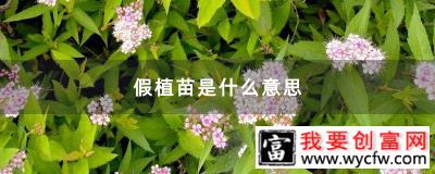 假植苗是什么意思