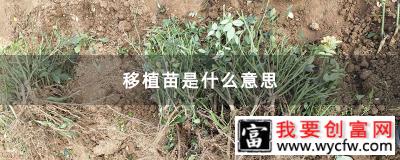 移植苗是什么意思