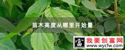 苗木高度从哪里开始量