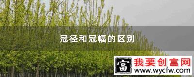 冠径和冠幅的区别