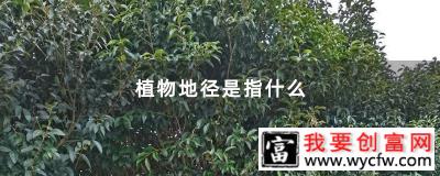 植物地径是指什么