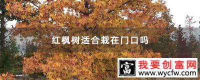 红枫树适合栽在门口吗