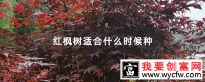 红枫树适合什么时候种