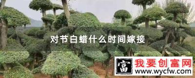 对节白蜡什么时间嫁接