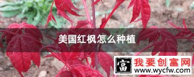 美国红枫怎么种植