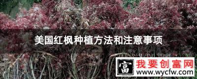 美国红枫种植方法和注意事项