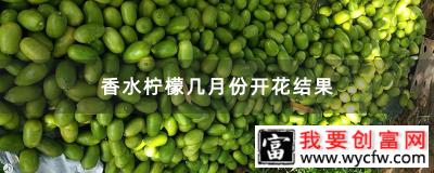 香水柠檬几月份开花结果