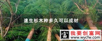 速生杉木种多久可以成材