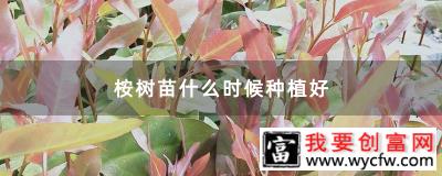 桉树苗什么时候种植好