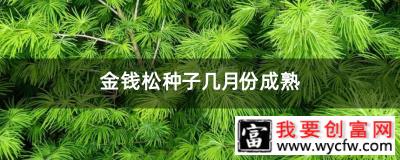 金钱松种子几月份成熟