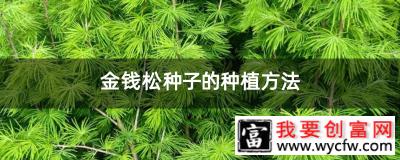 金钱松种子的种植方法