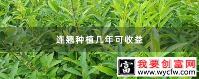 连翘种植几年可收益