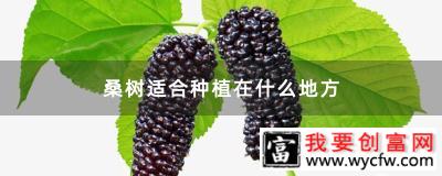 桑树适合种植在什么地方