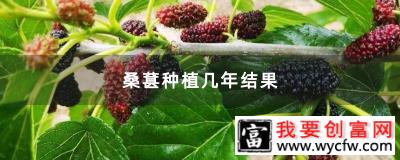 桑葚种植几年结果