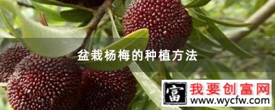 盆栽杨梅的种植方法