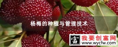 杨梅的种植与管理技术