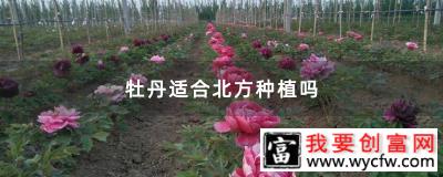 牡丹适合北方种植吗